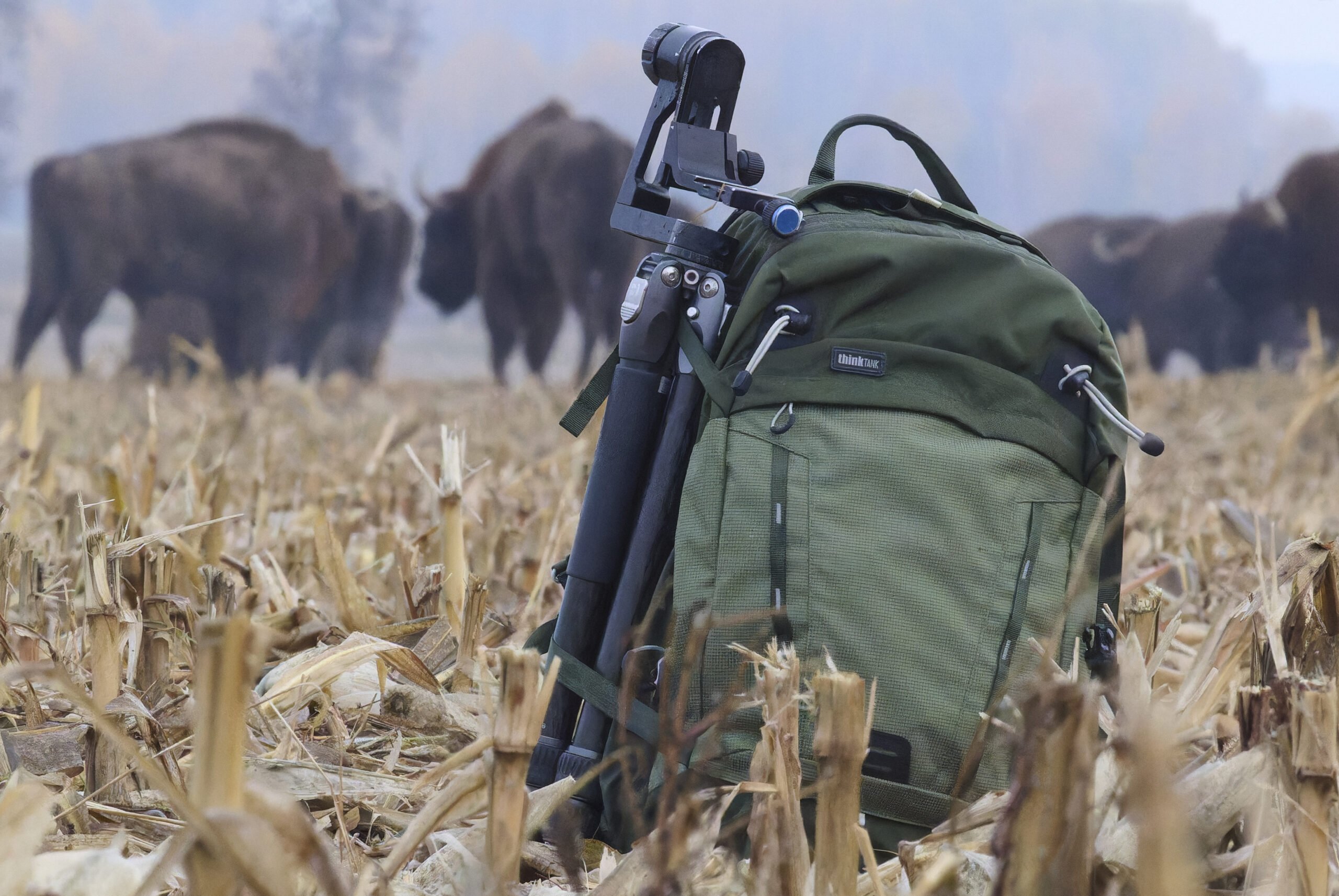 plecak ThinkTank BackLight 26l w tle żubry